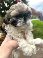 Lil Bit, a female Shih Tzu for sale in Winston-Salem, NC – 3 of 8
