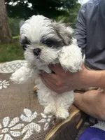 Big Gray, a male Shih Tzu for sale in Winston-Salem, NC – 8 of 8