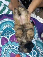 Brownie, a female Shih Tzu for sale in Winston-Salem, NC – 6 of 8