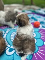 Lil Bit, a female Shih Tzu for sale in Winston-Salem, NC – 7 of 8