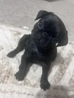 Baby boy , a male Pug for sale in East Palatka, FL – Photo 3 of 3