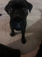 Baby boy , a male Pug for sale in East Palatka, FL – Photo 2 of 3