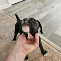 Puppy 9 ballerina, a female Boxer for sale in Youngsville, NC – Photo 8 of 10