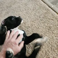 Puppy 9 ballerina, a female Boxer for sale in Youngsville, NC – Photo 7 of 10