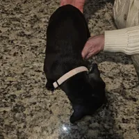 Puppy 9 ballerina, a female Boxer for sale in Youngsville, NC – Photo 2 of 10