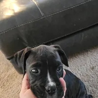 Puppy 9 ballerina, a female Boxer for sale in Youngsville, NC – Photo 4 of 10