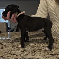 Puppy 9 ballerina, a female Boxer for sale in Youngsville, NC – Photo 3 of 10