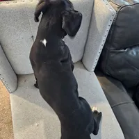 Puppy 9 ballerina, a female Boxer for sale in Youngsville, NC – Photo 6 of 10