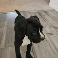 Puppy 9 ballerina, a female Boxer for sale in Youngsville, NC – Photo 5 of 10