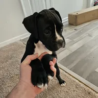 Puppy 9 ballerina, a female Boxer for sale in Youngsville, NC – Photo 10 of 10