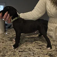 Puppy 5 "lux", a male Boxer for sale in Youngsville, NC – Photo 3 of 8