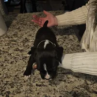 Puppy 5 "lux", a male Boxer for sale in Youngsville, NC – Photo 2 of 8