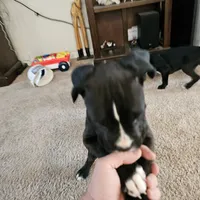 Puppy 5 "lux", a male Boxer for sale in Youngsville, NC – Photo 6 of 8