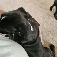 Puppy 5 "lux", a male Boxer for sale in Youngsville, NC – Photo 4 of 8