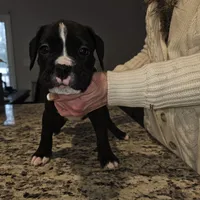 Puppy 5 "lux", a male Boxer for sale in Youngsville, NC – Photo 1 of 8