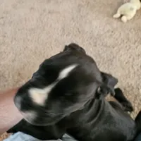 Puppy 5 "lux", a male Boxer for sale in Youngsville, NC – Photo 7 of 8