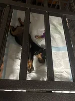 processed/e5443a9c-003b-40d4-ad5f-d4c3014888ef/listing/d3a16083-ec0d-43e8-984d-2a1e49fe5d27/2c3c9f14-0385-4a1e-8788-61eb9ca74f1b