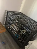 LADY, a female American Black and Tan Coonhound for sale in San Bernardino, CA – Photo 7 of 8