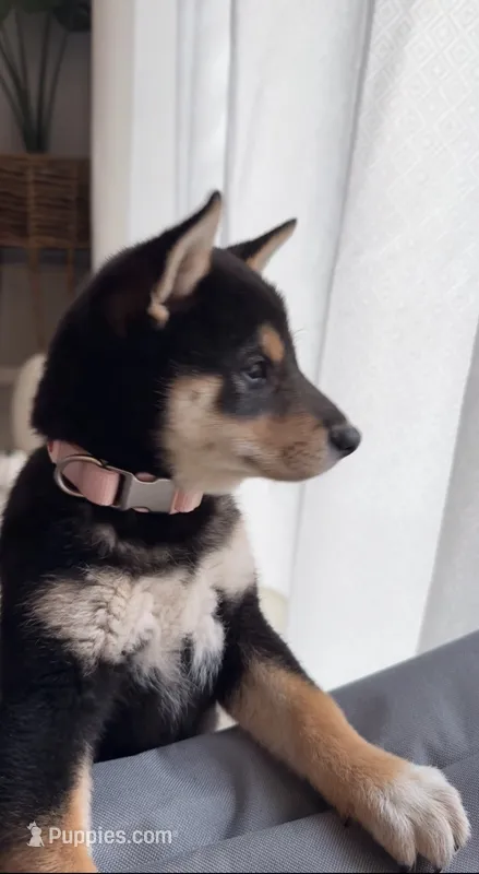 Black and tan  – Shiba Inu puppy for sale in Ceres, CA
