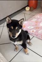 Black and tan , a female Shiba Inu for sale in Ceres, CA – 4 of 4
