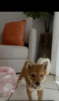 Red, a female Shiba Inu for sale in Ceres, CA – 2 of 5