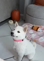 Cream, a female Shiba Inu for sale in Ceres, CA – 2 of 5