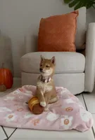 Red, a female Shiba Inu for sale in Ceres, CA – 3 of 5