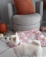 Cream, a female Shiba Inu for sale in Ceres, CA – 4 of 5