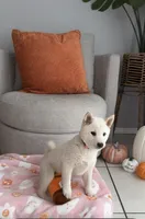 Cream, a female Shiba Inu for sale in Ceres, CA – 5 of 5