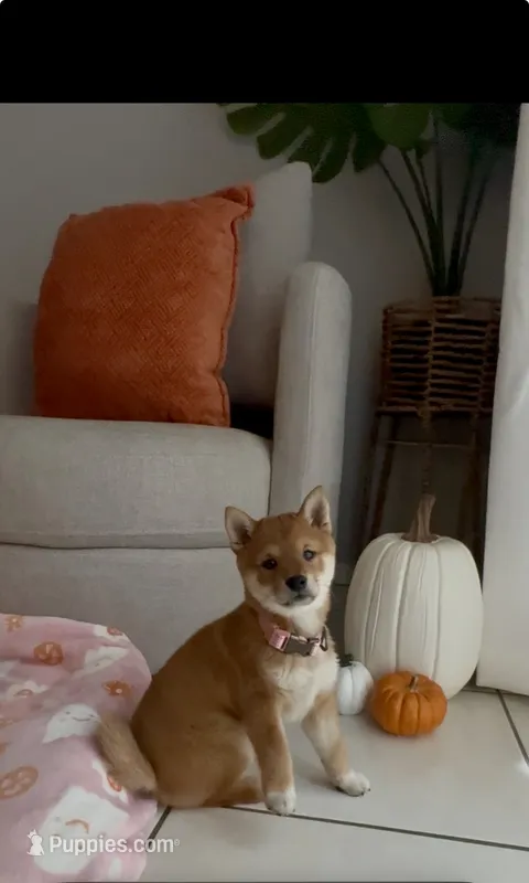 Red – Shiba Inu puppy for sale in Ceres, CA