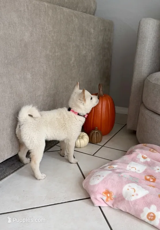 Cream – Shiba Inu puppy for sale in Ceres, CA
