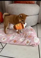 Red, a female Shiba Inu for sale in Ceres, CA – 4 of 5