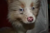 Floof, a female Pomsky for sale in Waterloo, IL – 5 of 6