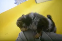 Mocha, a female Pomeranian for sale in Waterloo, IL – Photo 2 of 3