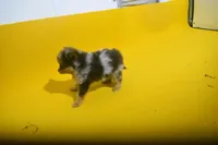 Mocha, a female Pomeranian for sale in Waterloo, IL – Photo 3 of 3