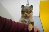 Mocha, a female Pomeranian for sale in Waterloo, IL – Photo 1 of 3