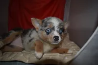 Gucci, a female Pomsky for sale in Waterloo, IL – 5 of 6