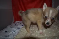 Elvis, a male Pomsky for sale in Waterloo, IL – 6 of 7