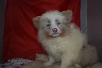 Floof, a female Pomsky for sale in Waterloo, IL – 6 of 6
