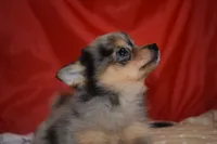 Priscilla (Prissy), a female Pomsky for sale in Waterloo, IL – 3 of 6