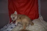 Elvis, a male Pomsky for sale in Waterloo, IL – 5 of 7