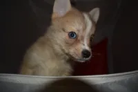 Elvis, a male Pomsky for sale in Waterloo, IL – 3 of 7