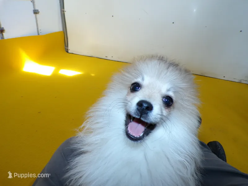 RoRo – Pomeranian puppy for sale in Waterloo, IL