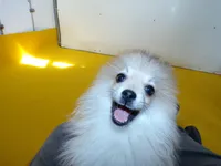 RoRo, a female Pomeranian for sale in Waterloo, IL – Photo 1 of 5