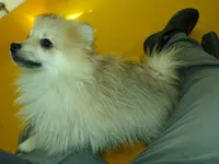 RoRo, a female Pomeranian for sale in Waterloo, IL – Photo 5 of 5