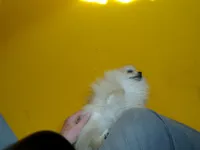 RoRo, a female Pomeranian for sale in Waterloo, IL – Photo 4 of 5