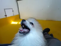 RoRo, a female Pomeranian for sale in Waterloo, IL – Photo 3 of 5