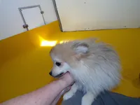 RoRo, a female Pomeranian for sale in Waterloo, IL – Photo 2 of 5