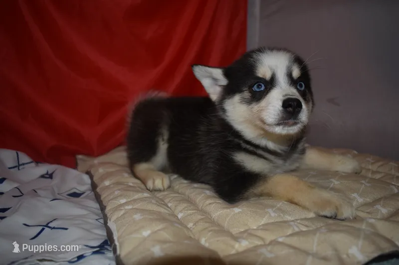 Abby – Pomsky puppy for sale in Waterloo, IL