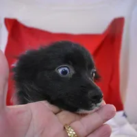 Sissy-on sale-inquire, a female Pomsky for sale in Waterloo, IL – Photo 3 of 5